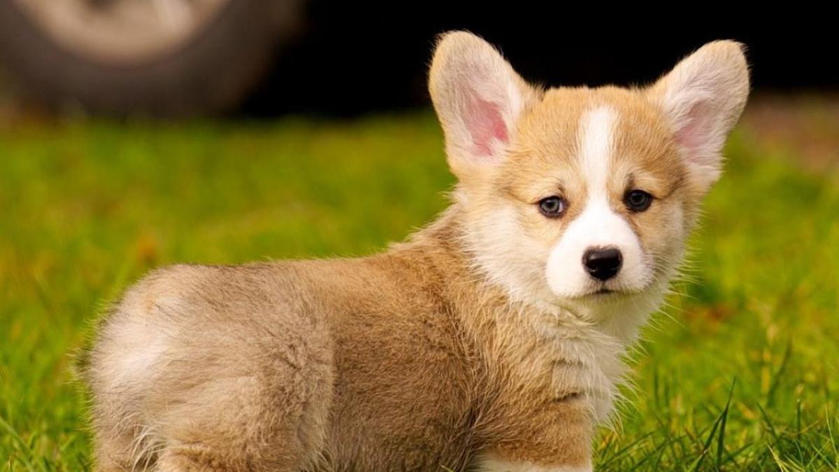 Hình nền chó Corgi cute cho PC miễn phí 