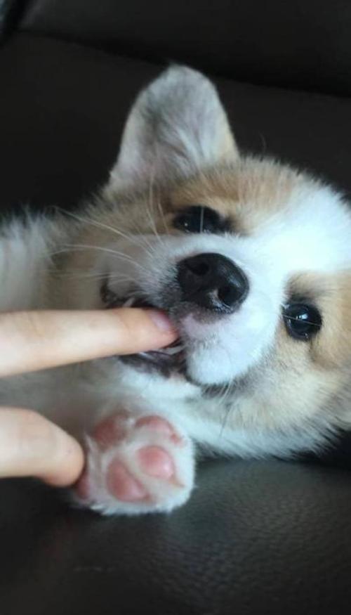 Hình nền chó cute cho iphone full HD 