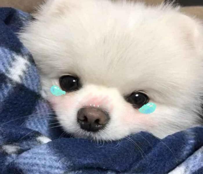 Ảnh đại diện chó meme cute