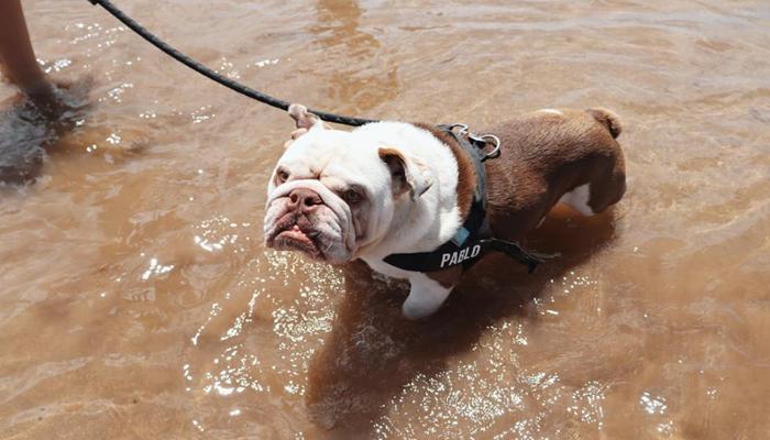 +369 Ảnh Chó Mặt Xệ Cute, Hình Chó Pug Hoạt Hình Đáng Yêu Vô Cùng