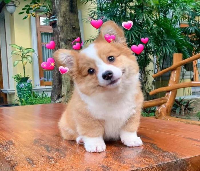Top +100 Hình Ảnh Chó Shiba Cute Đang Gây Bão Khắp MXH – Avt Free