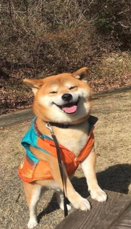Ảnh Shiba hình nền cute tải ngay 