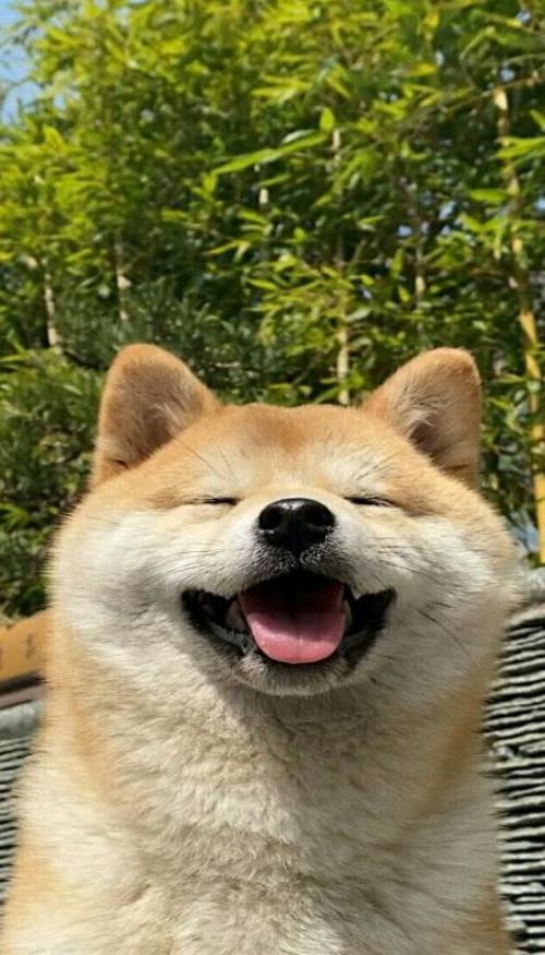 Ảnh Shiba hình nền cute tải ngay 