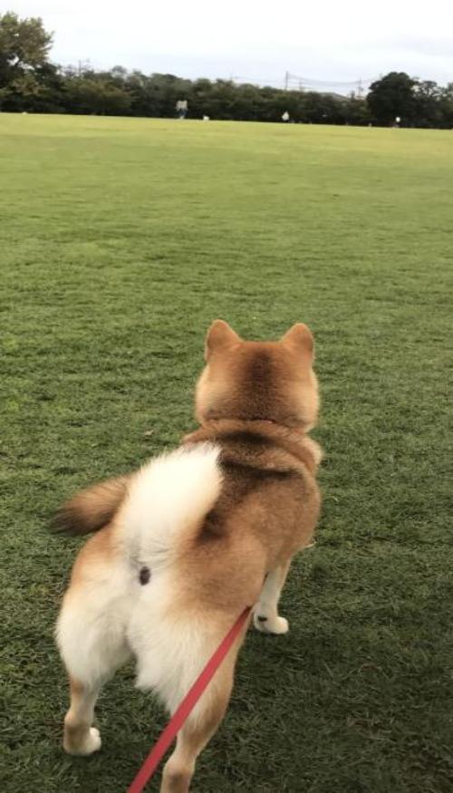 Ảnh Shiba hình nền cute tải ngay 