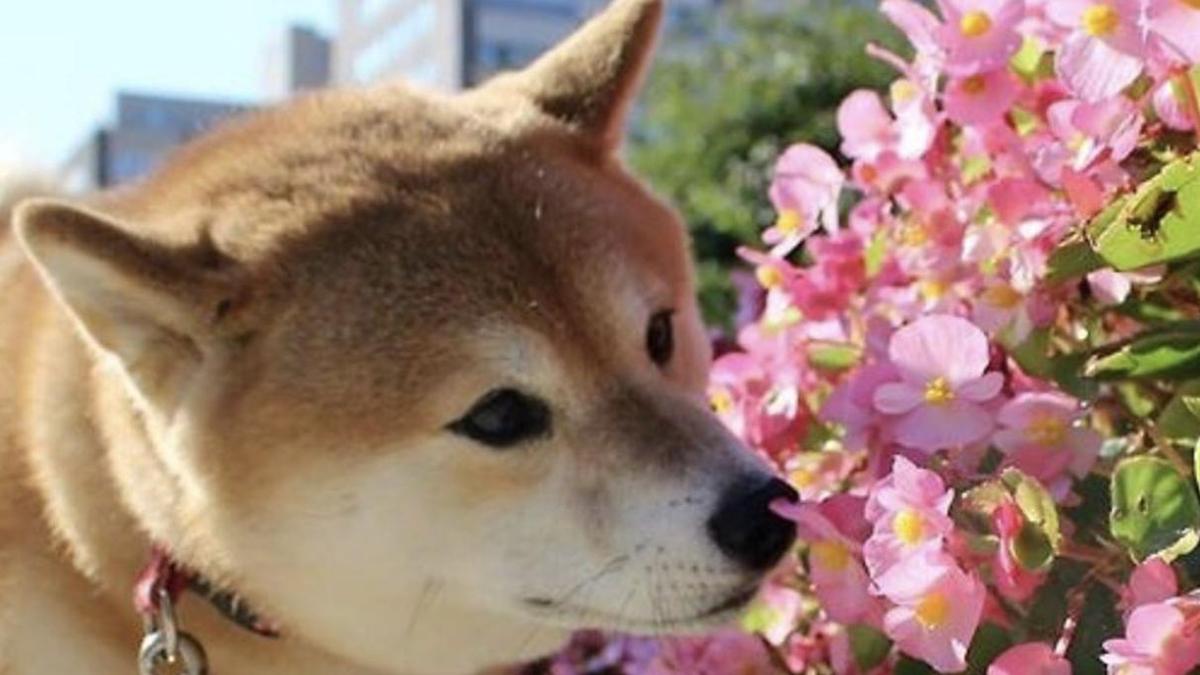 Ảnh Shiba hình nền cute tải ngay 