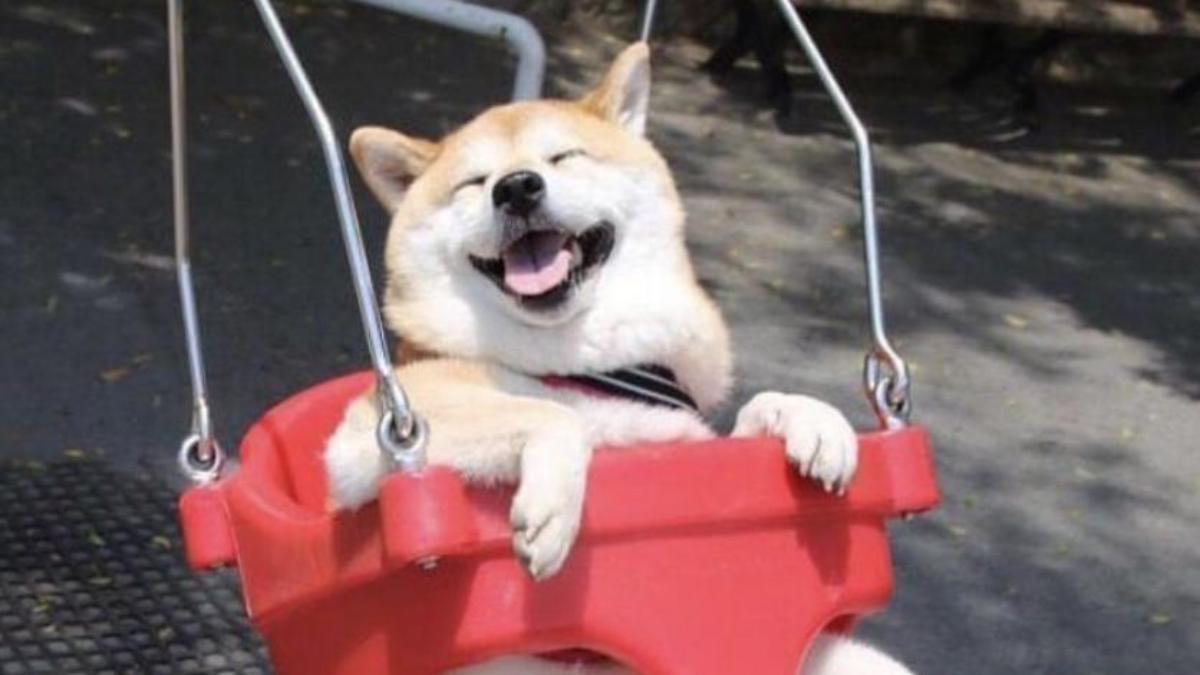 Ảnh Shiba hình nền cute tải ngay 