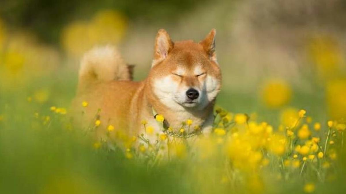 Ảnh Shiba hình nền cute tải ngay 
