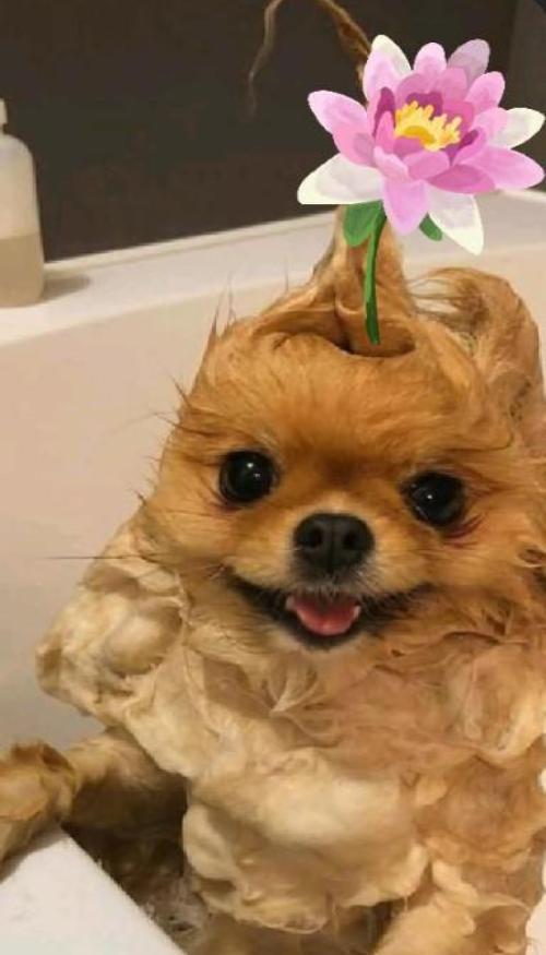 Hình nền chó cute cho iphone full HD 