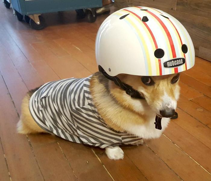 Ảnh đại diện chó meme cute