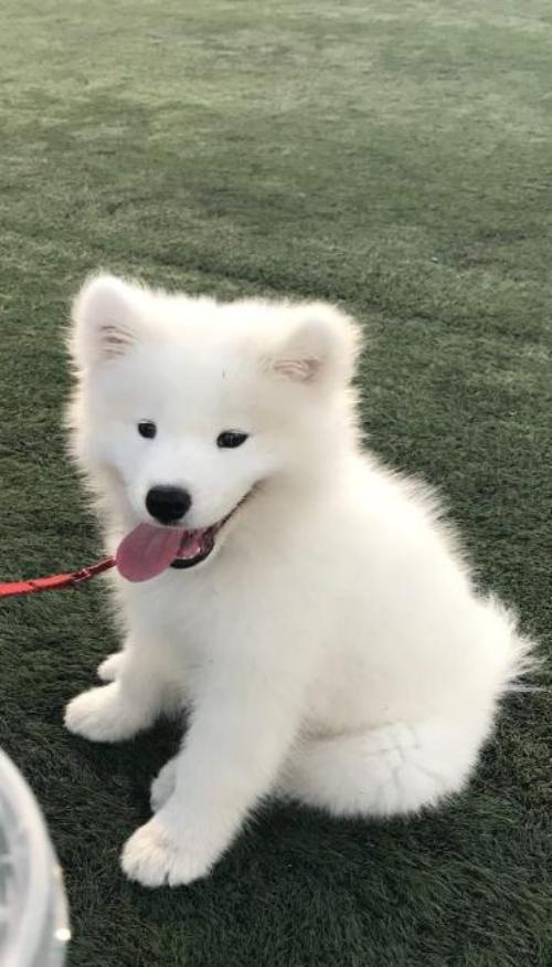 Chó trắng ảnh nền điện thoại cute xỉu 
