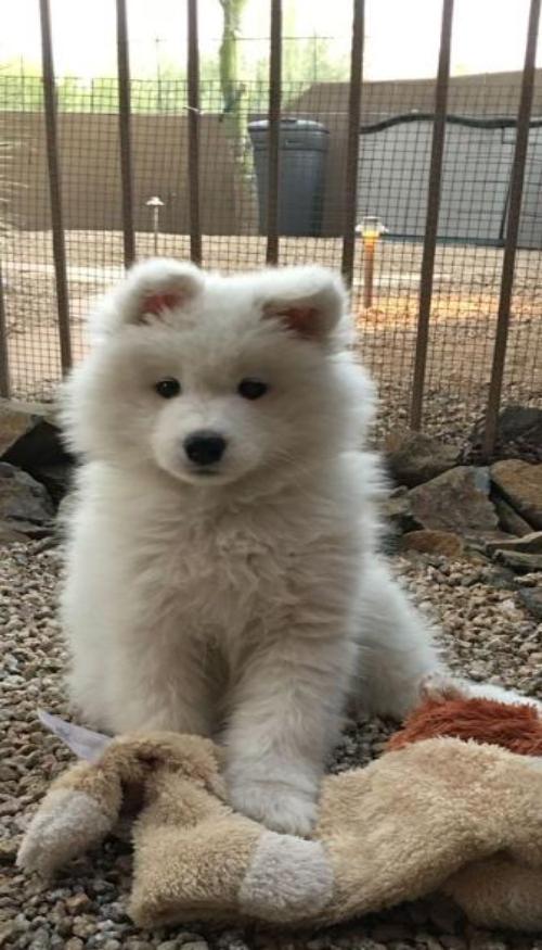 Chó trắng ảnh nền điện thoại cute xỉu 