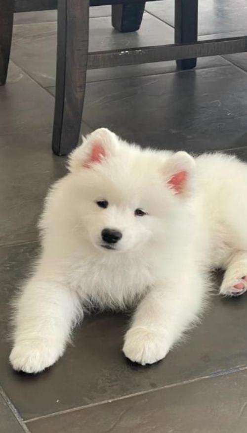 Chó trắng ảnh nền điện thoại cute xỉu 
