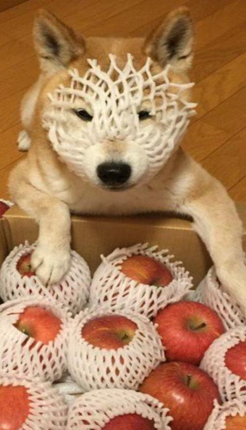 Hình nền chó cute cho iphone full HD 