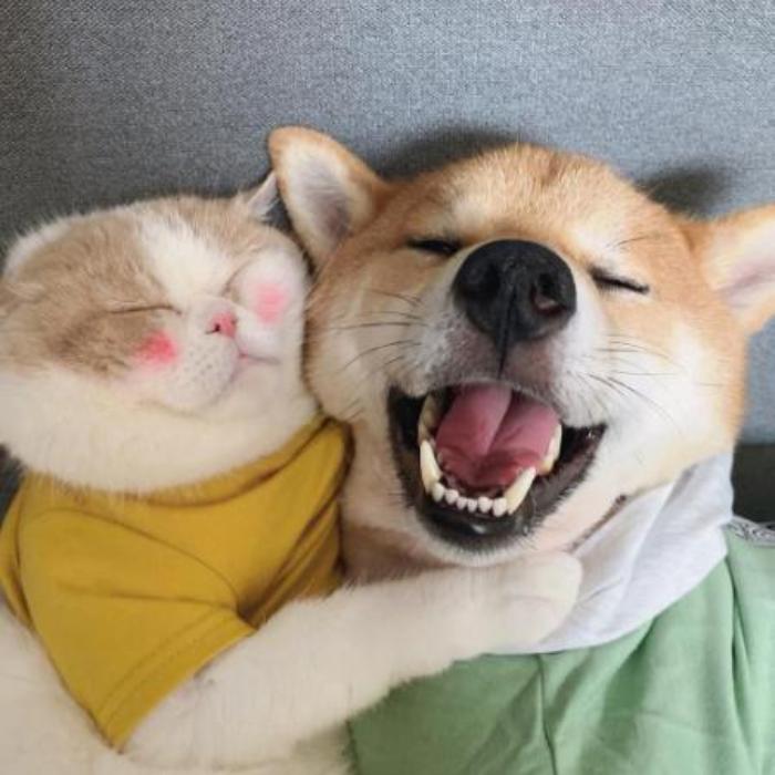 Ảnh đại diện chó meme cute