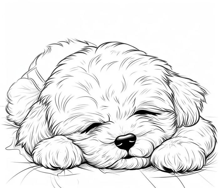 Hình vẽ chó poodle cute