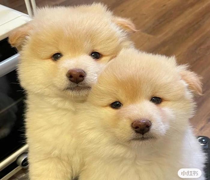 Ảnh đại diện cặp đôi chó