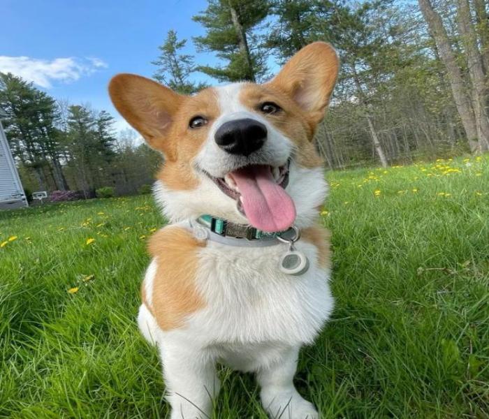 Ảnh avatar chó Corgi dễ thương