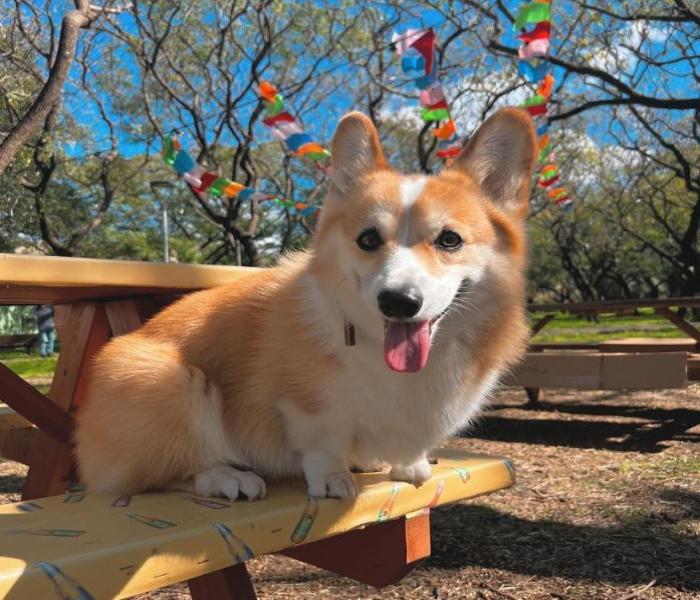 Ảnh avatar chó Corgi dễ thương