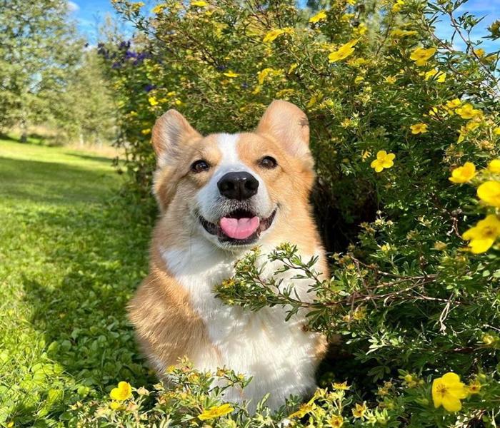 Ảnh avatar chó Corgi dễ thương