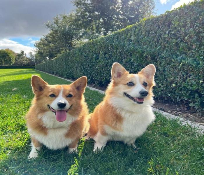 Ảnh avatar chó Corgi dễ thương