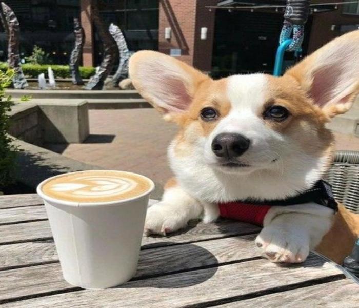 Ảnh avatar chó Corgi dễ thương