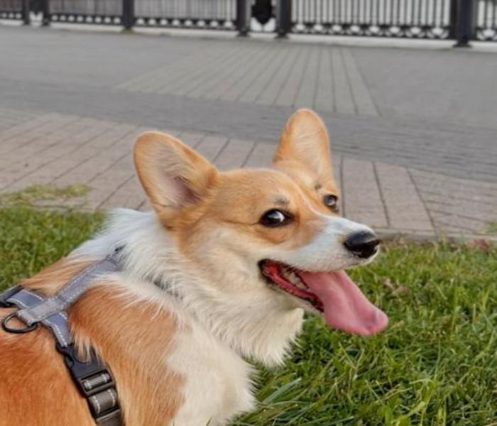Ảnh avatar chó Corgi dễ thương