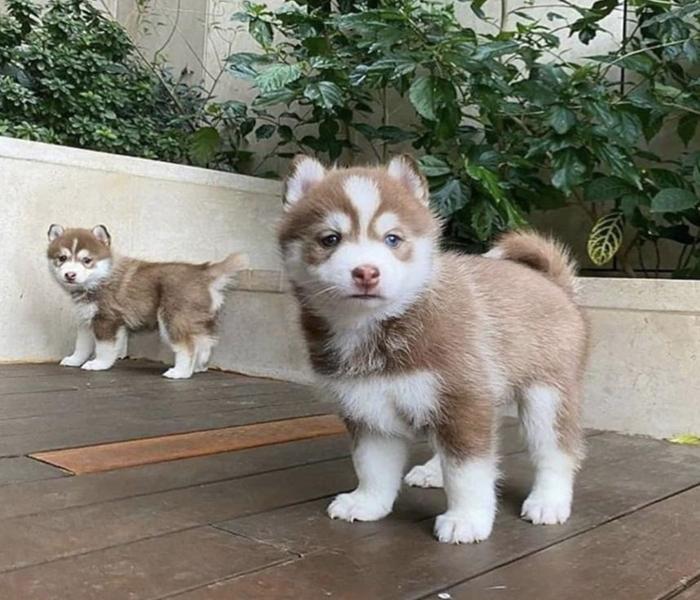 Avatar chó ngáo Husky