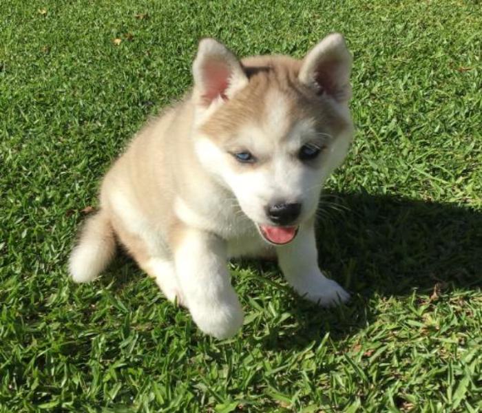 Avatar chó ngáo Husky