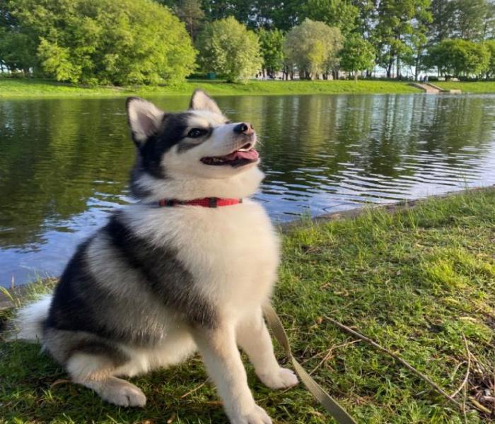 Avatar chó ngáo Husky