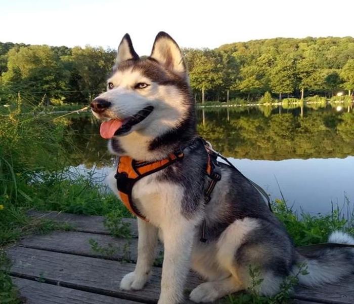 Avatar chó ngáo Husky
