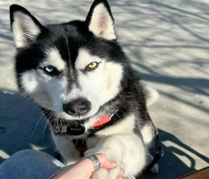 Avatar chó ngáo Husky