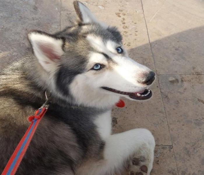 Avatar chó ngáo Husky