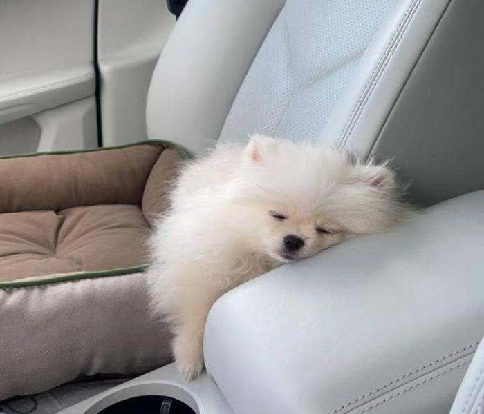 Hình đại diện chó ngủ cute