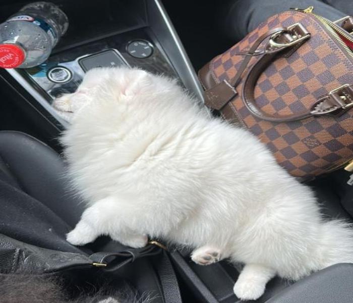 Hình đại diện chó ngủ cute