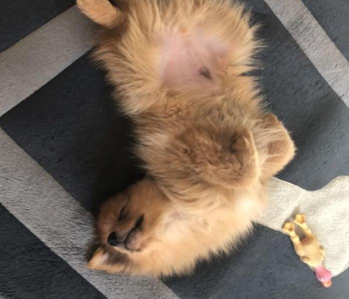 Hình đại diện chó ngủ cute