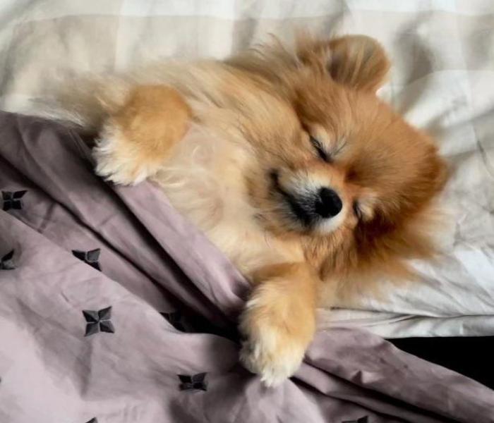 Hình đại diện chó ngủ cute