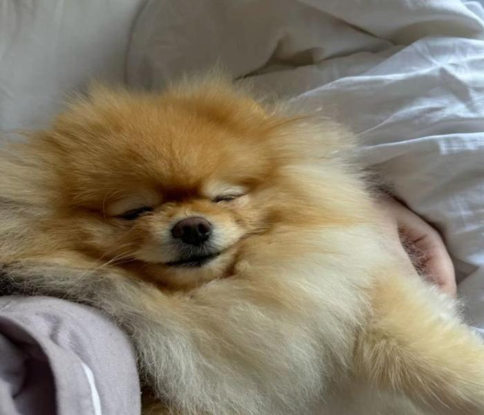 Hình đại diện chó ngủ cute