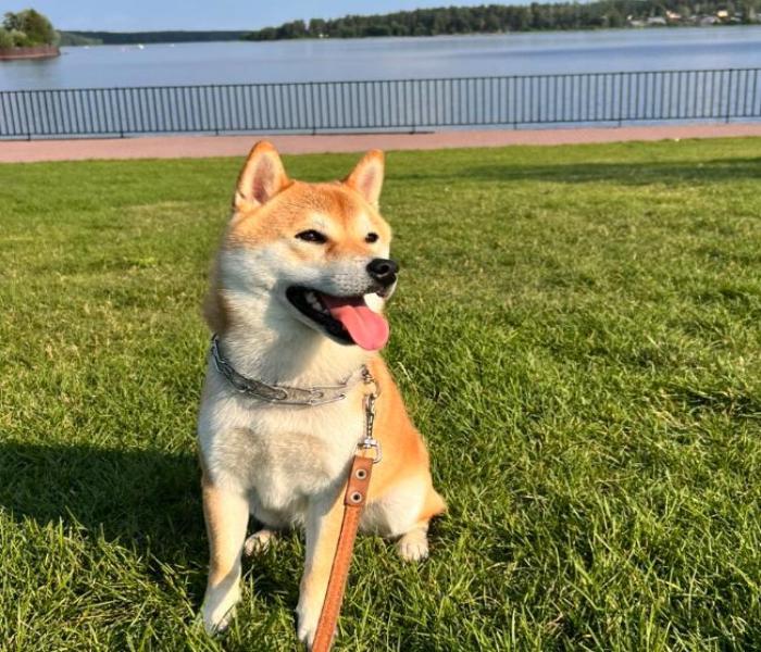 Bộ avatar chó Shiba Inu cute