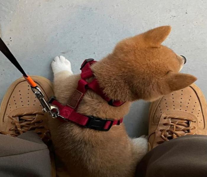 Bộ avatar chó Shiba Inu cute