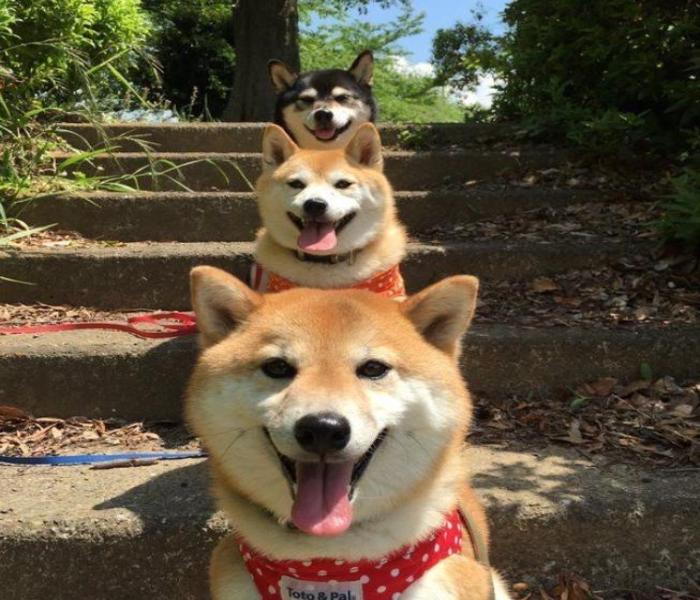 Bộ avatar chó Shiba Inu cute
