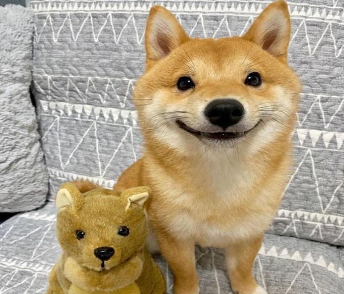 Bộ avatar chó Shiba Inu cute