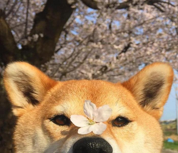 Bộ avatar chó Shiba Inu cute